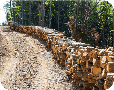 Forestry Forestry