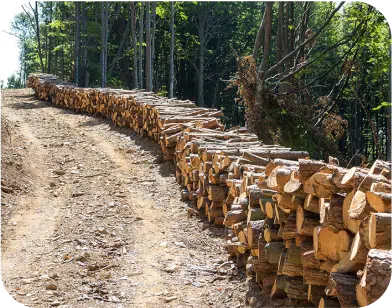 Forestry.png Forestry