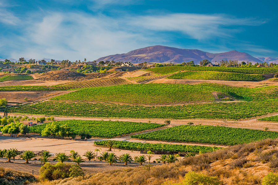 Winery Permeable Paving: How Geocells Are Transforming Sustainable Vineyard Infrastructure - Featured Image